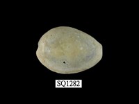 藏品(金環寶螺)的圖片